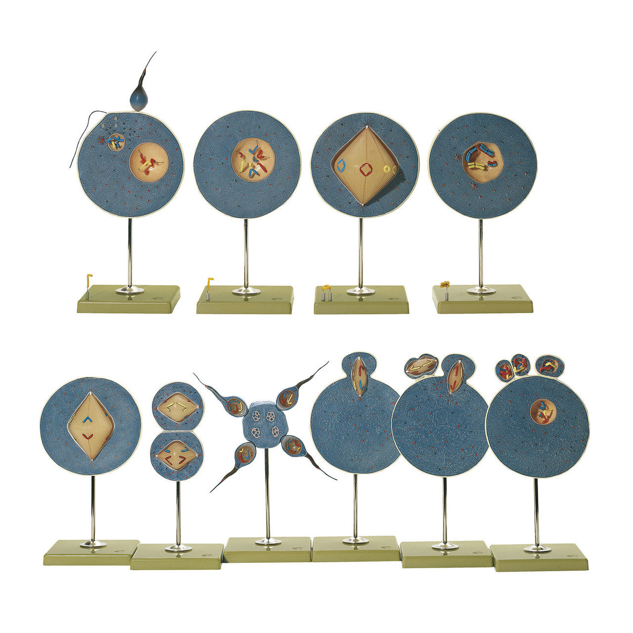 Meiosis Somso ZoS 57/2