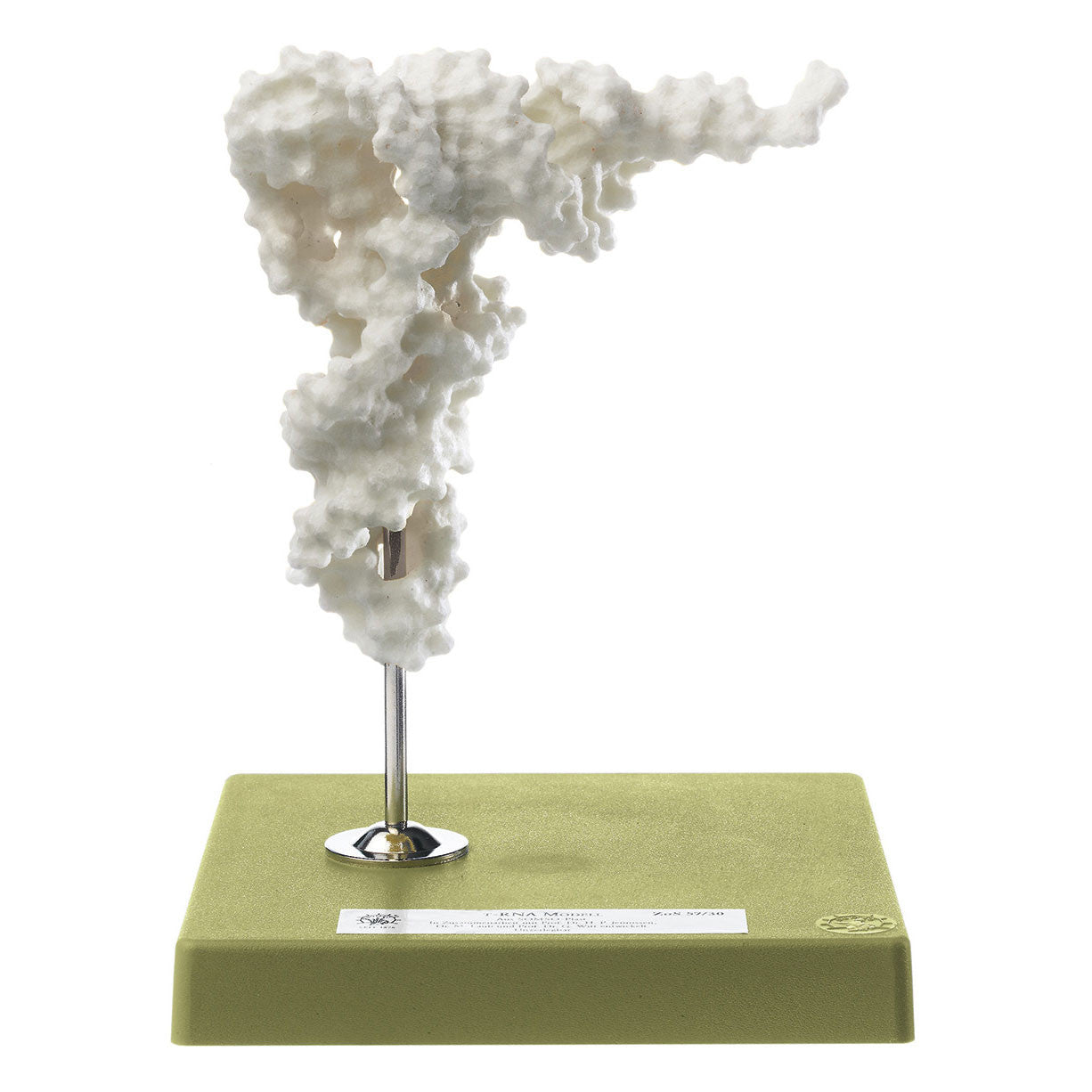 T-RNA MODEL Somso ZoS 57/30