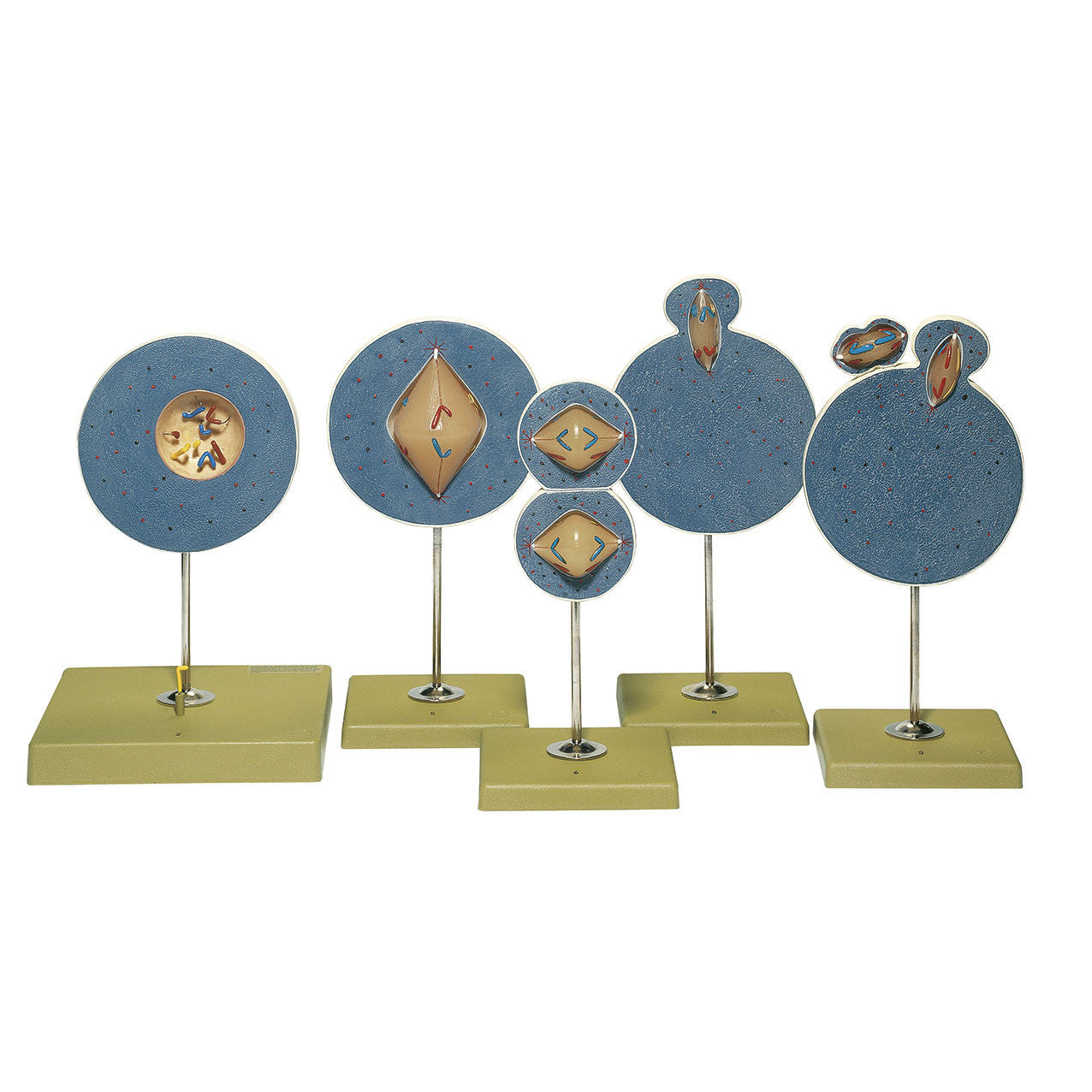 Change of Nuclear Phases in the Maturation of Sperm and Ovum (Meiosis) Somso ZoS 57/3