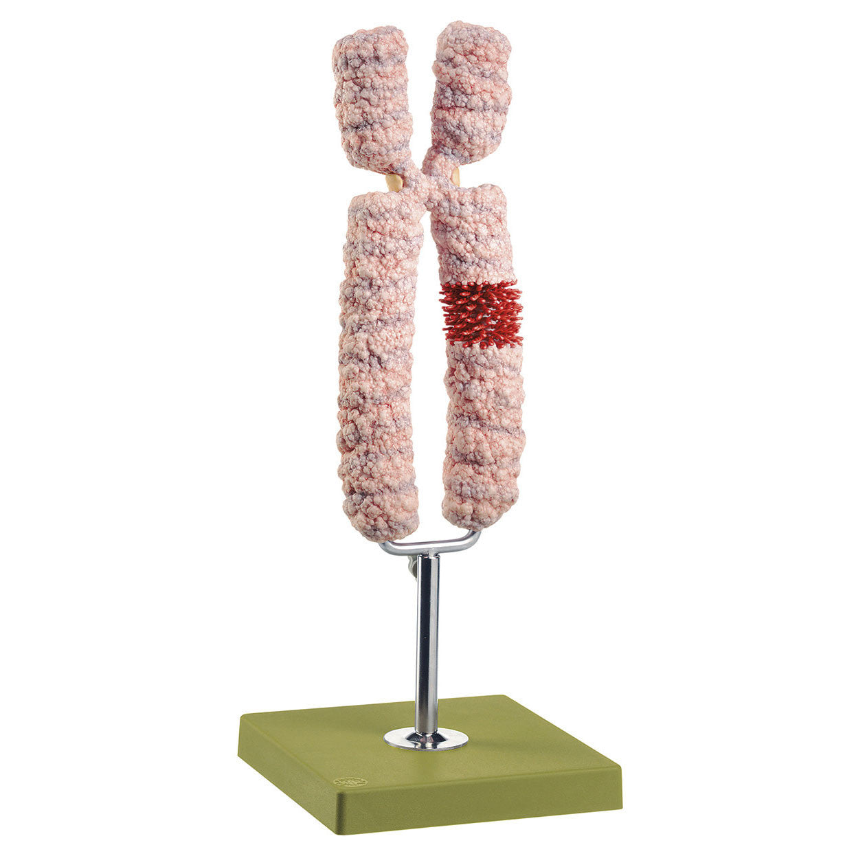 Chromosome model Somso ZoS 57/4
