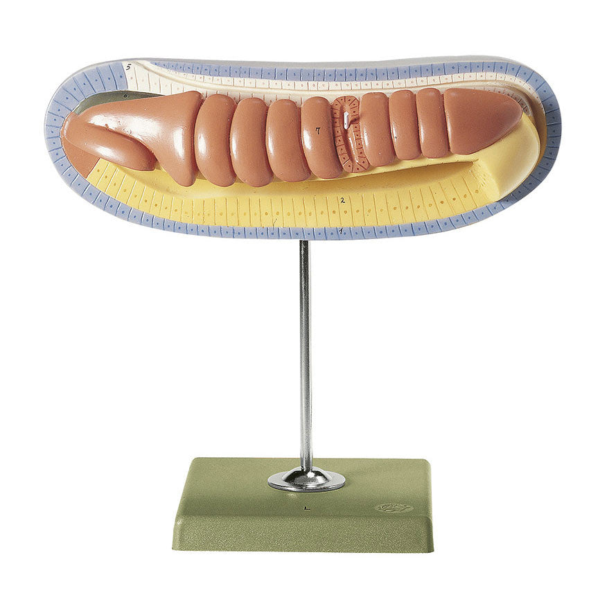 Longitudinal Section of an Older Larva of the Lancelet with Nine Original Segments Somso ZoS 59/L