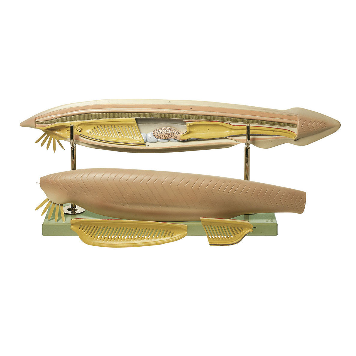 Lancelet 1 Somso ZoS 59/M