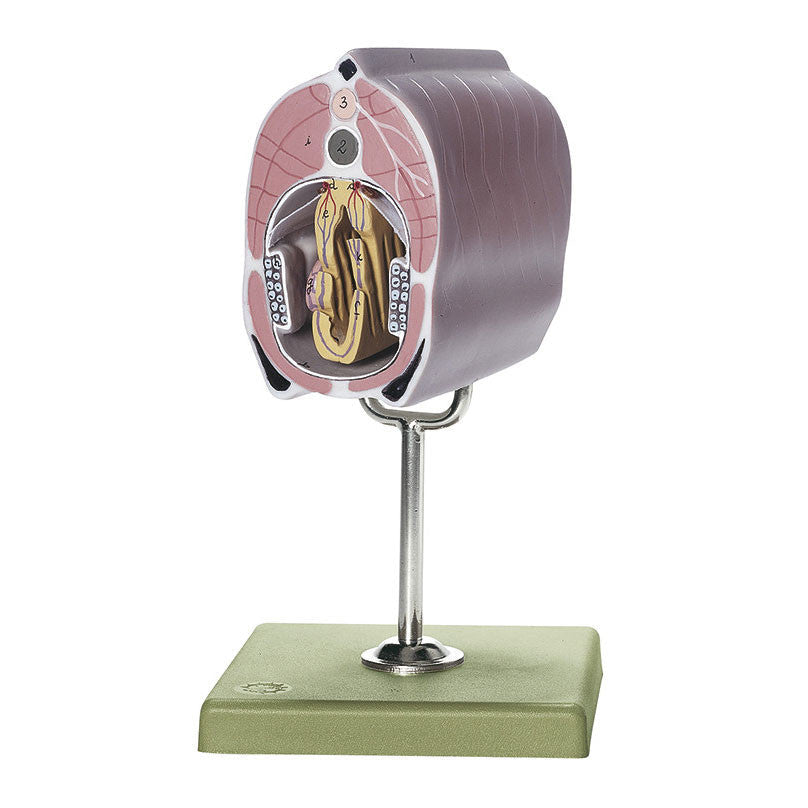 Lancelet Somso ZoS 59/N