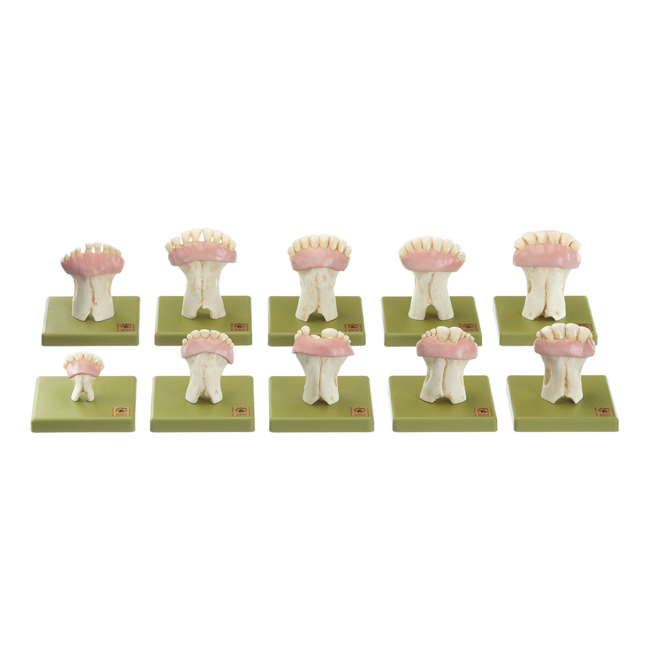 Models of Sets of Cow's Teeth | Somso ZoS 5