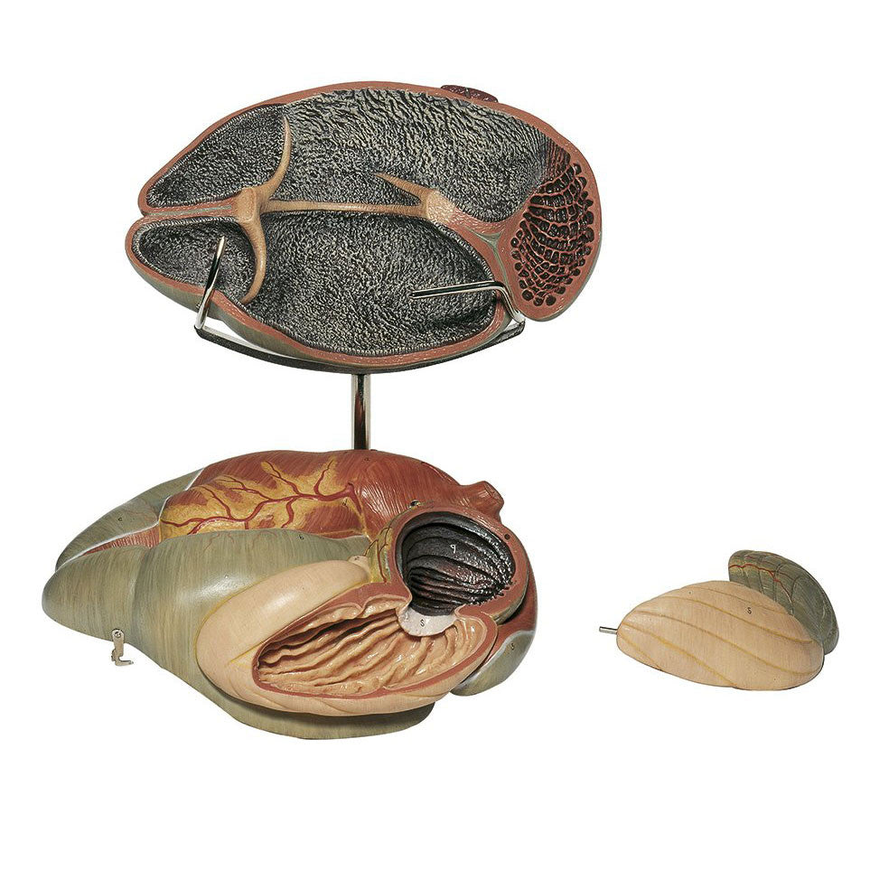 Ruminant Stomach of the Cow | Somso 6/1