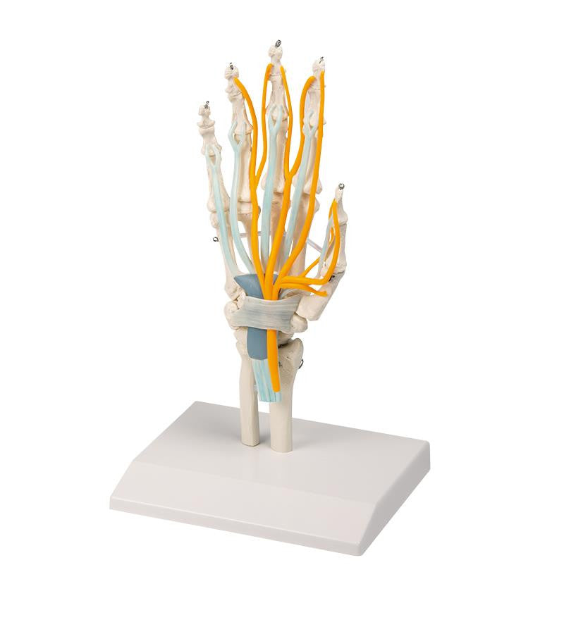 Hand with Tendons, Nerves and Carpal Tunnel | Erler-Zimmer 6011 | Candent