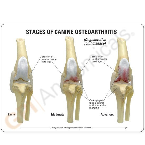 4-Stage Osteoarthritis (OA) Canine Knee Set