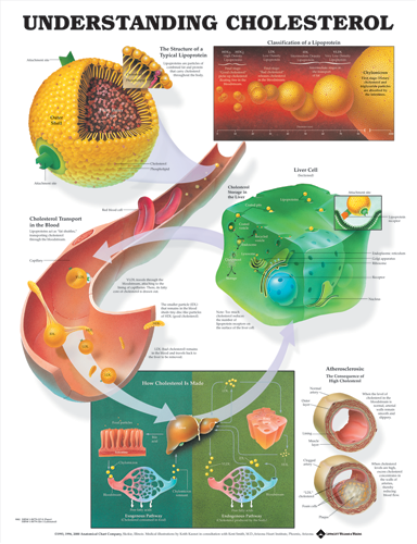Understanding Cholesterol