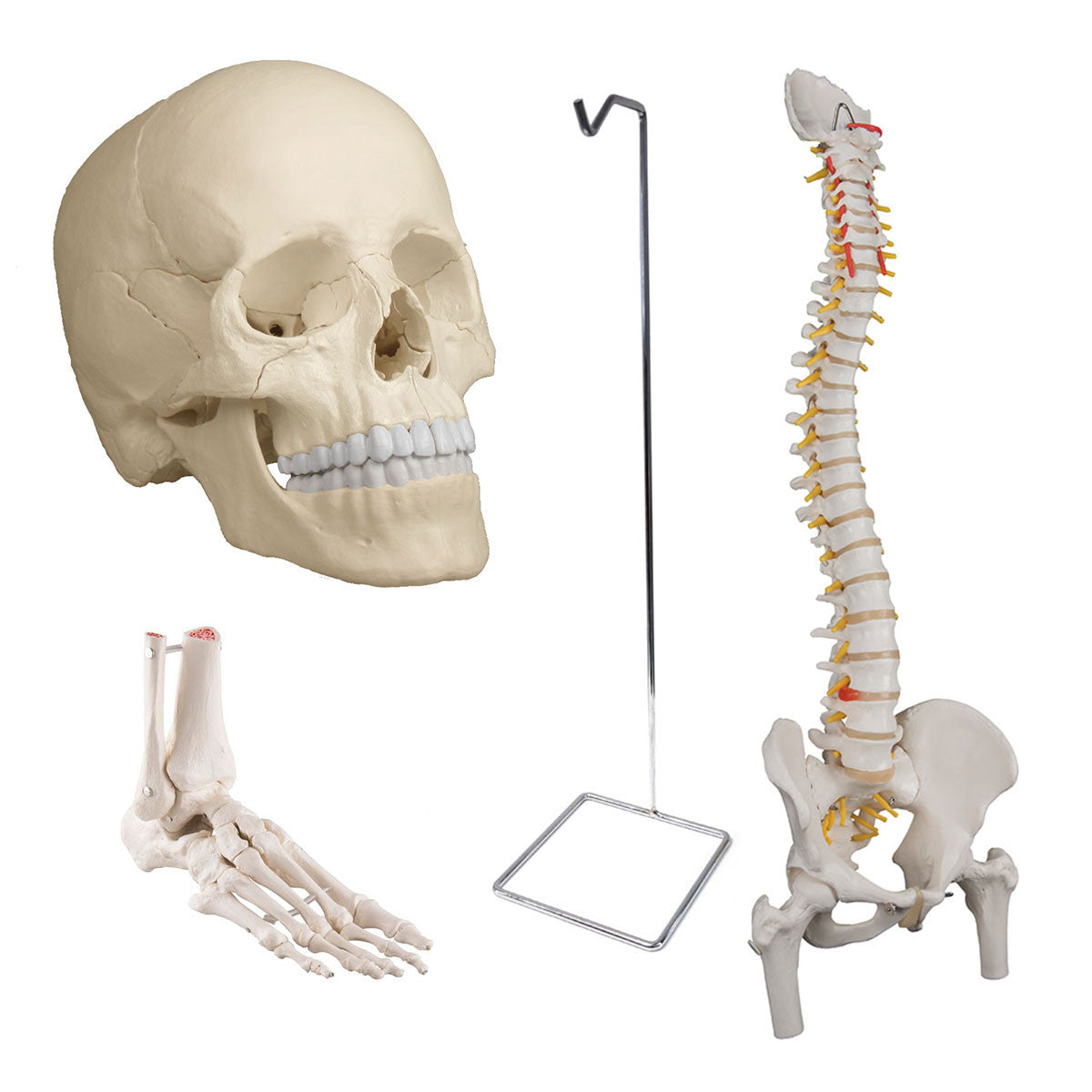 Osteopathic Bundle with  Flexible Spine and Femur Heads
