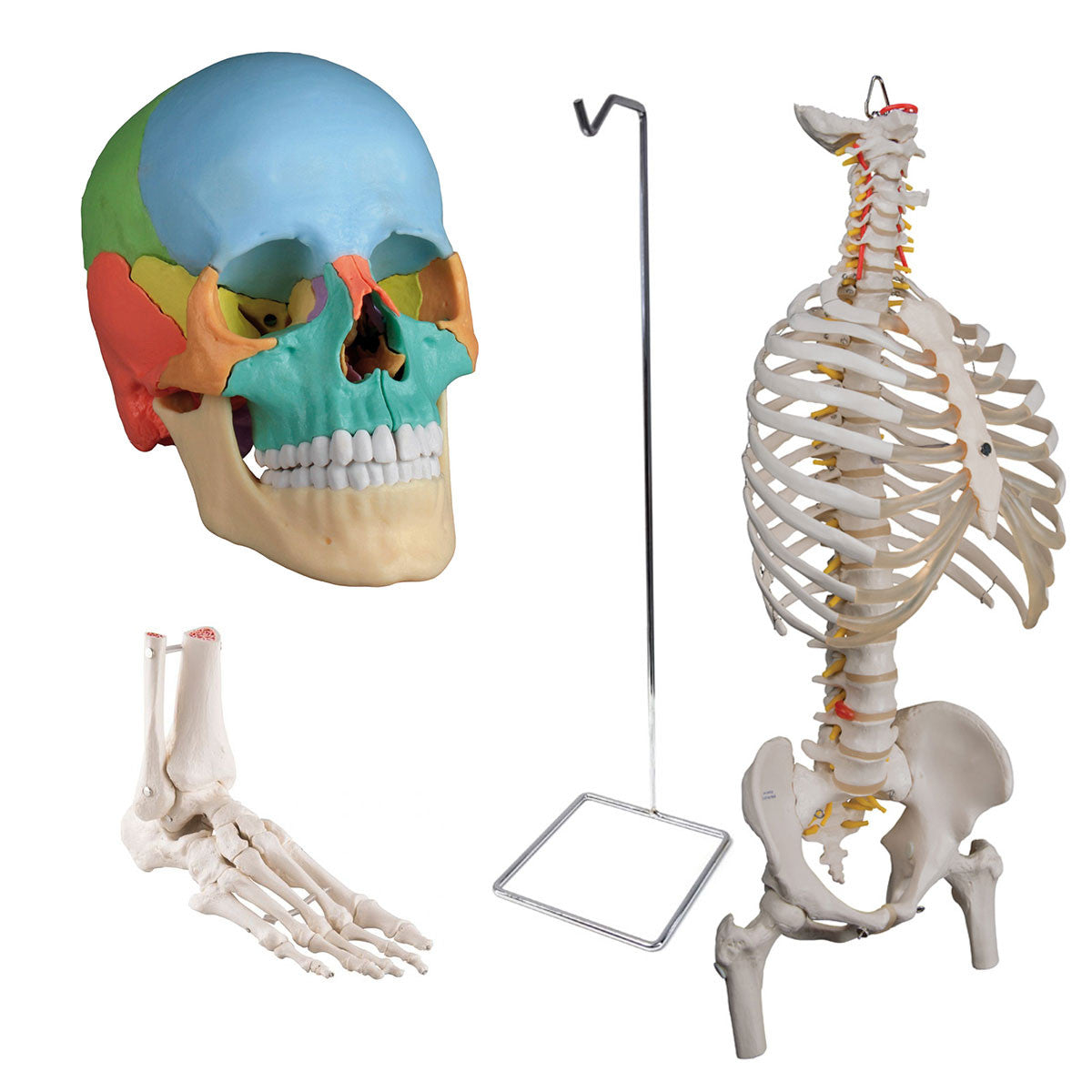 Osteopathic Bundle with Didactic Skull, Flexible Spine with Ribcage and Femur Heads