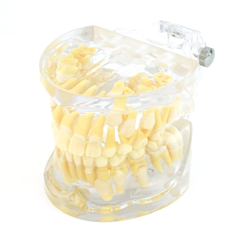 Mixed Dentition Model