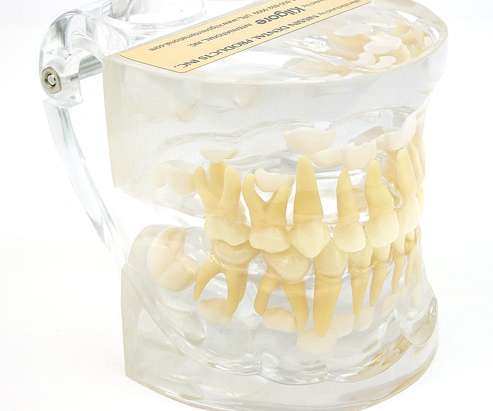Primary Dentition Model