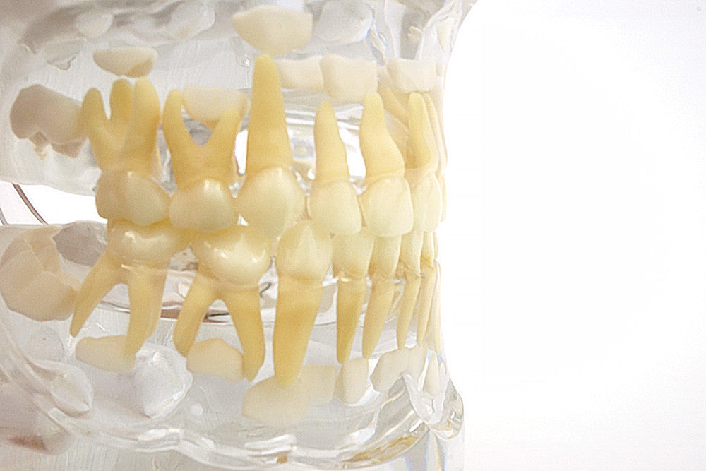 Primary Dentition Model
