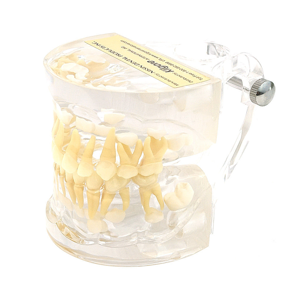 Primary Dentition Model