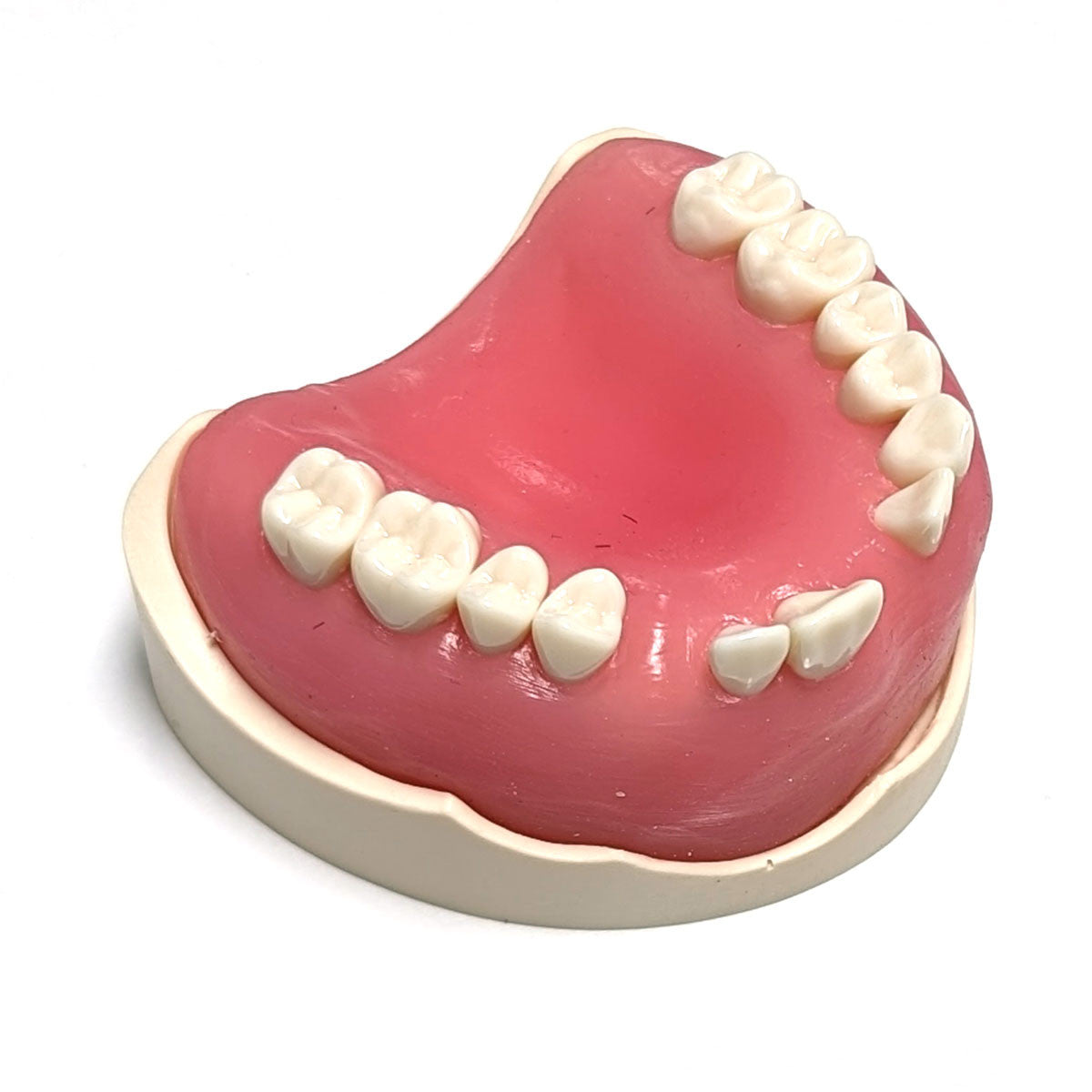 Surgical Crown Lengthening model