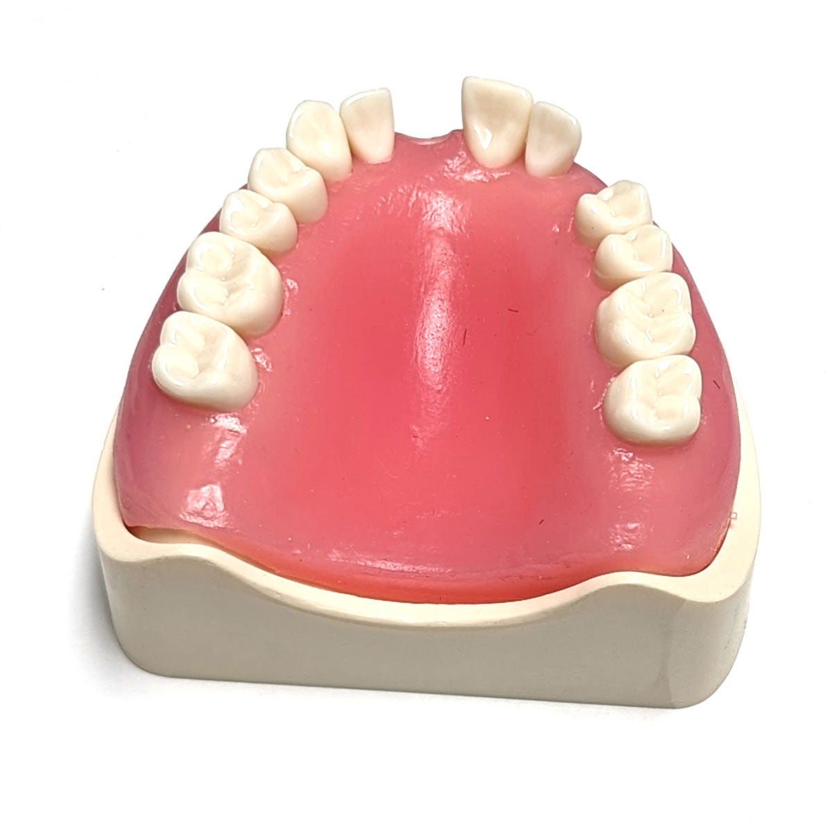 Surgical Crown Lengthening model