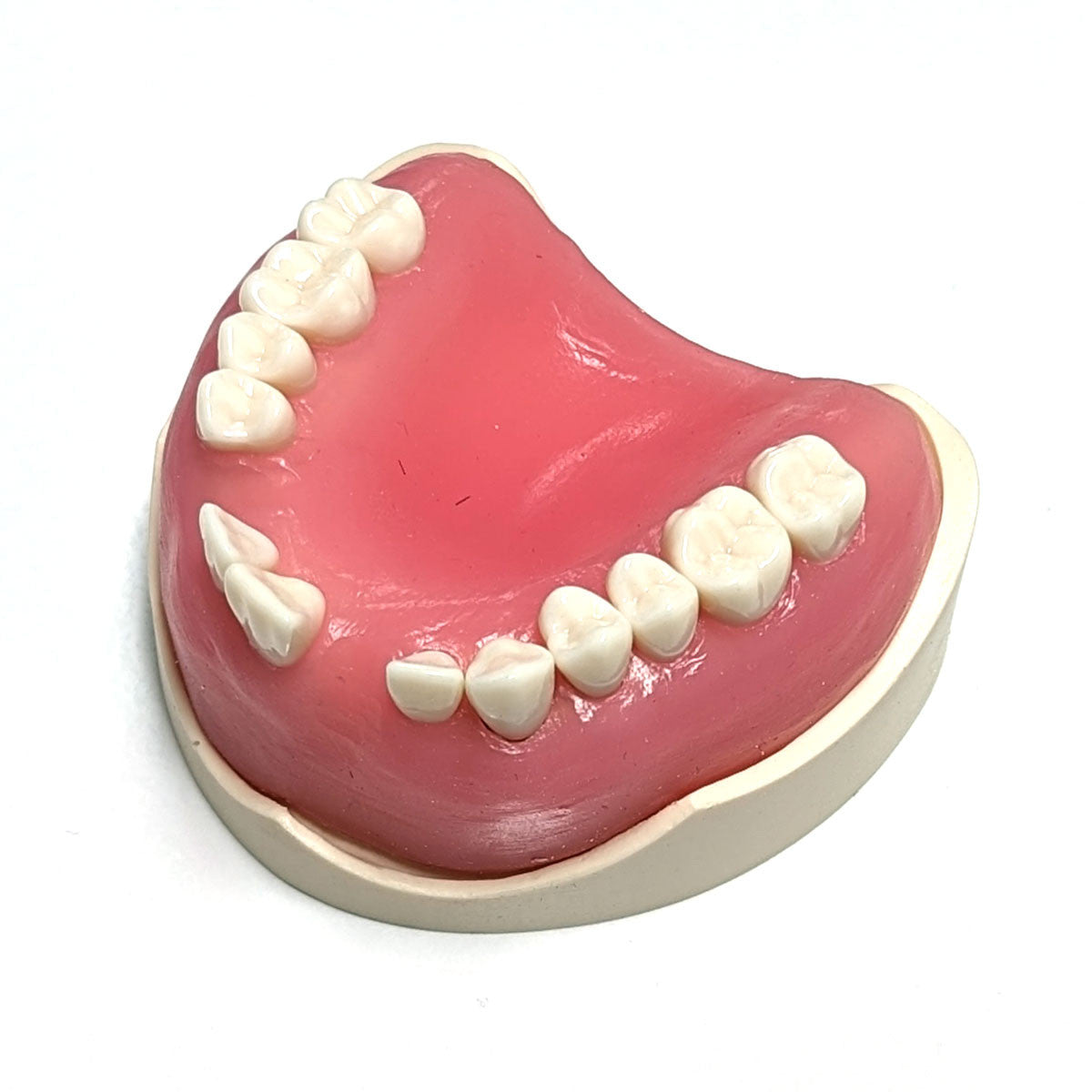 Surgical Crown Lengthening model