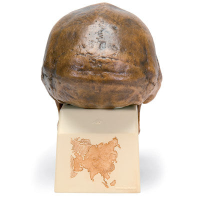 Replica Homo Erectus Pekinensis Skull (Weidenreich, 1940)