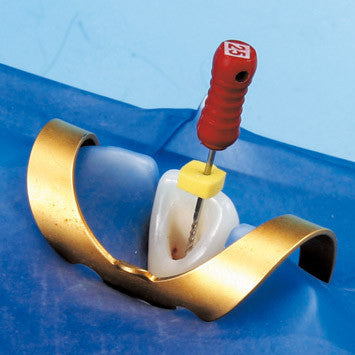 Nissin Permanent Teeth with Dental Pulp - file