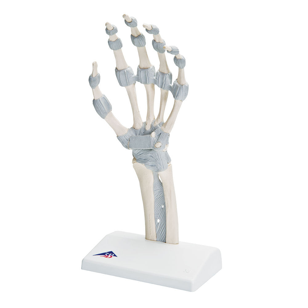 Functional Hand Skeleton Model with Elastic Ligaments