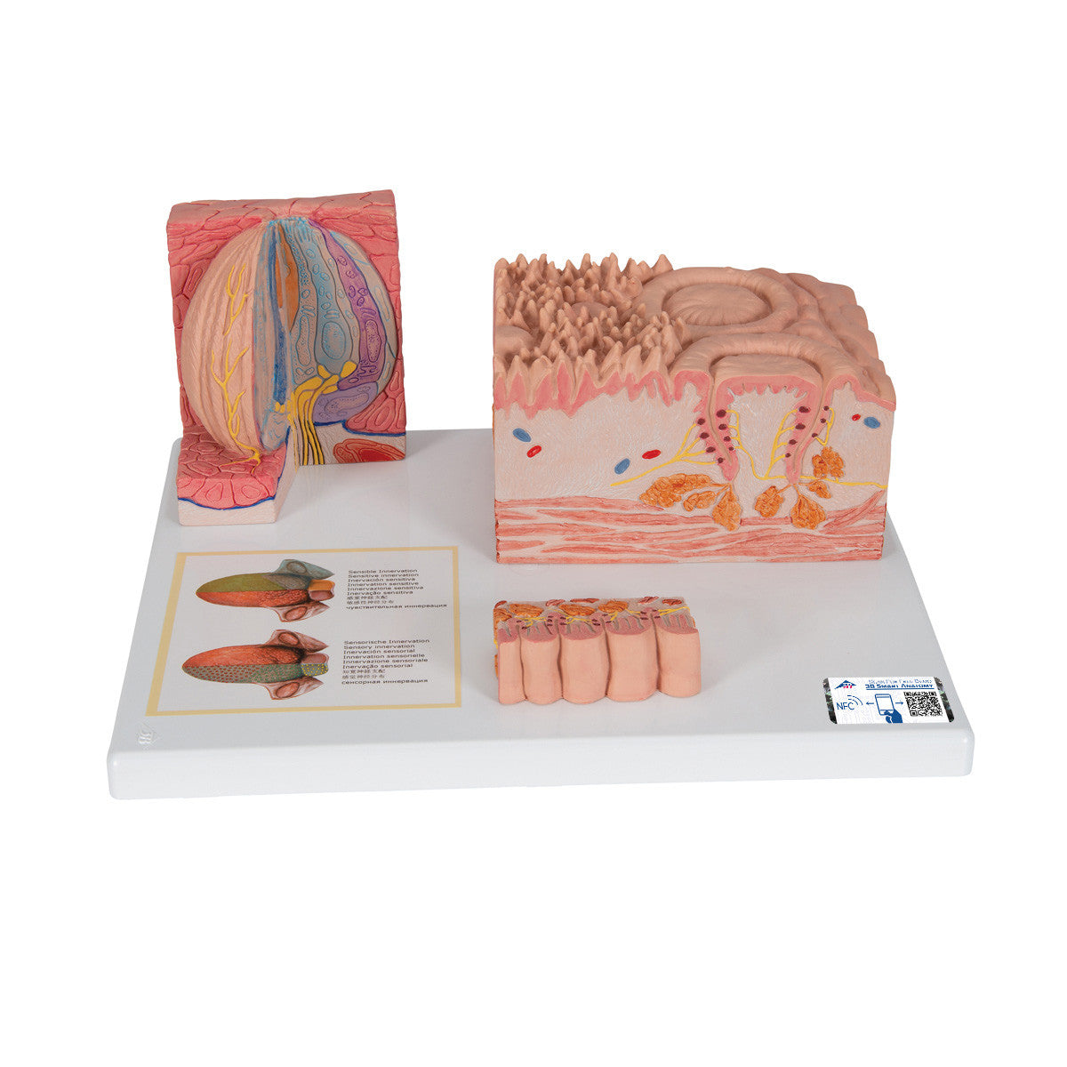 MICROanatomy Human Tongue Model | 3B Scientific D17