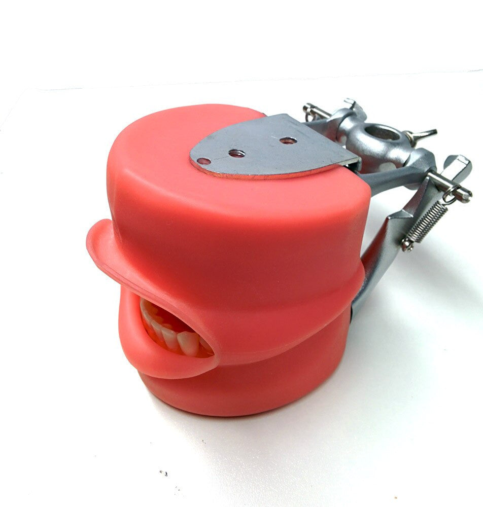 PRO2001-UL-UP-DP-OB PLA Dentoform model
