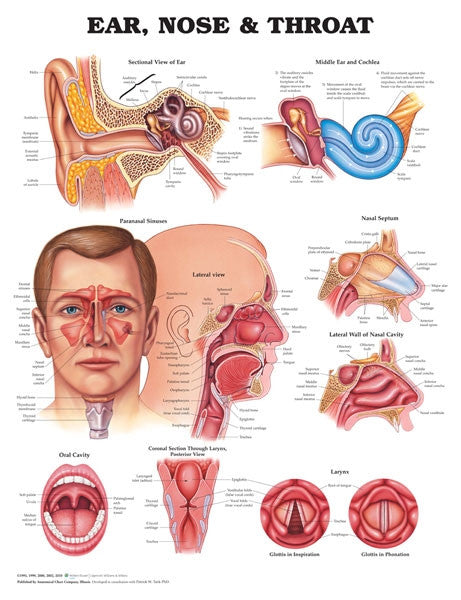 Ear, Nose & Throat