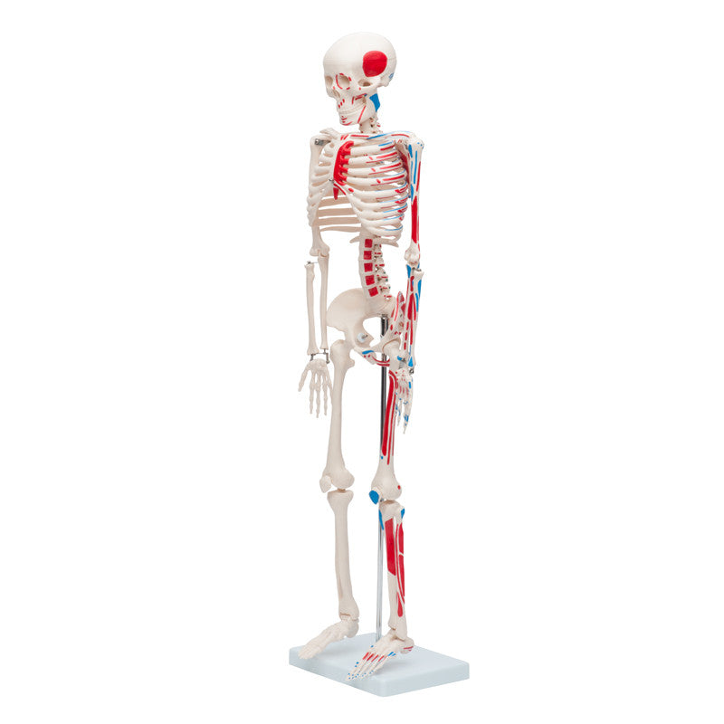 Mini Skeleton with muscles painted - 33in | 85cm