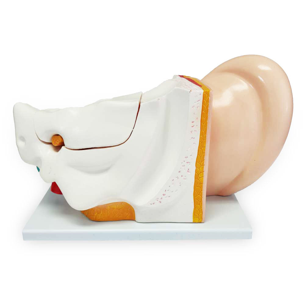 Human Ear Model, enlarged, 6 parts | Candent