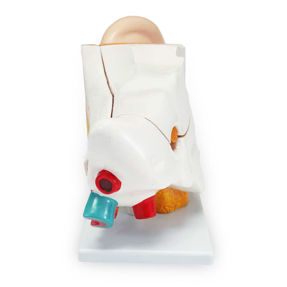 Human Ear Model, enlarged, 6 parts | Candent