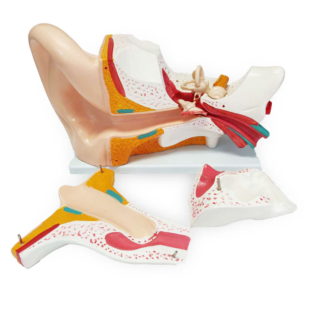 Human Ear Model, enlarged, 6 parts | Candent