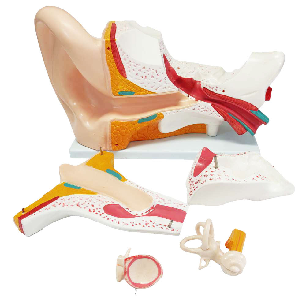 Human Ear Model, enlarged, 6 parts | Candent