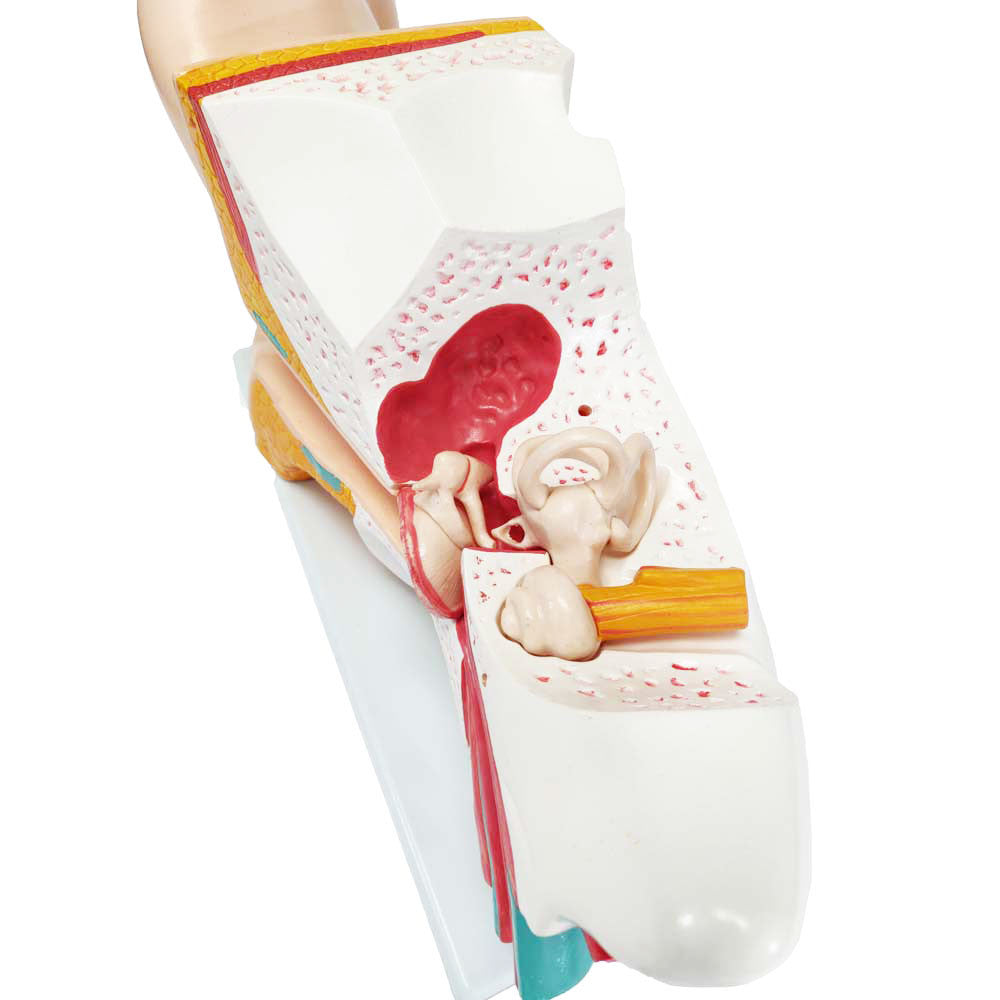 Human Ear Model, enlarged, 6 parts | Candent