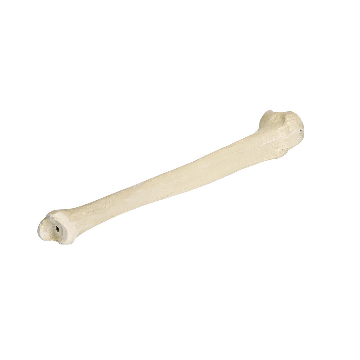 ORTHOBone Premium Tibia, Right
