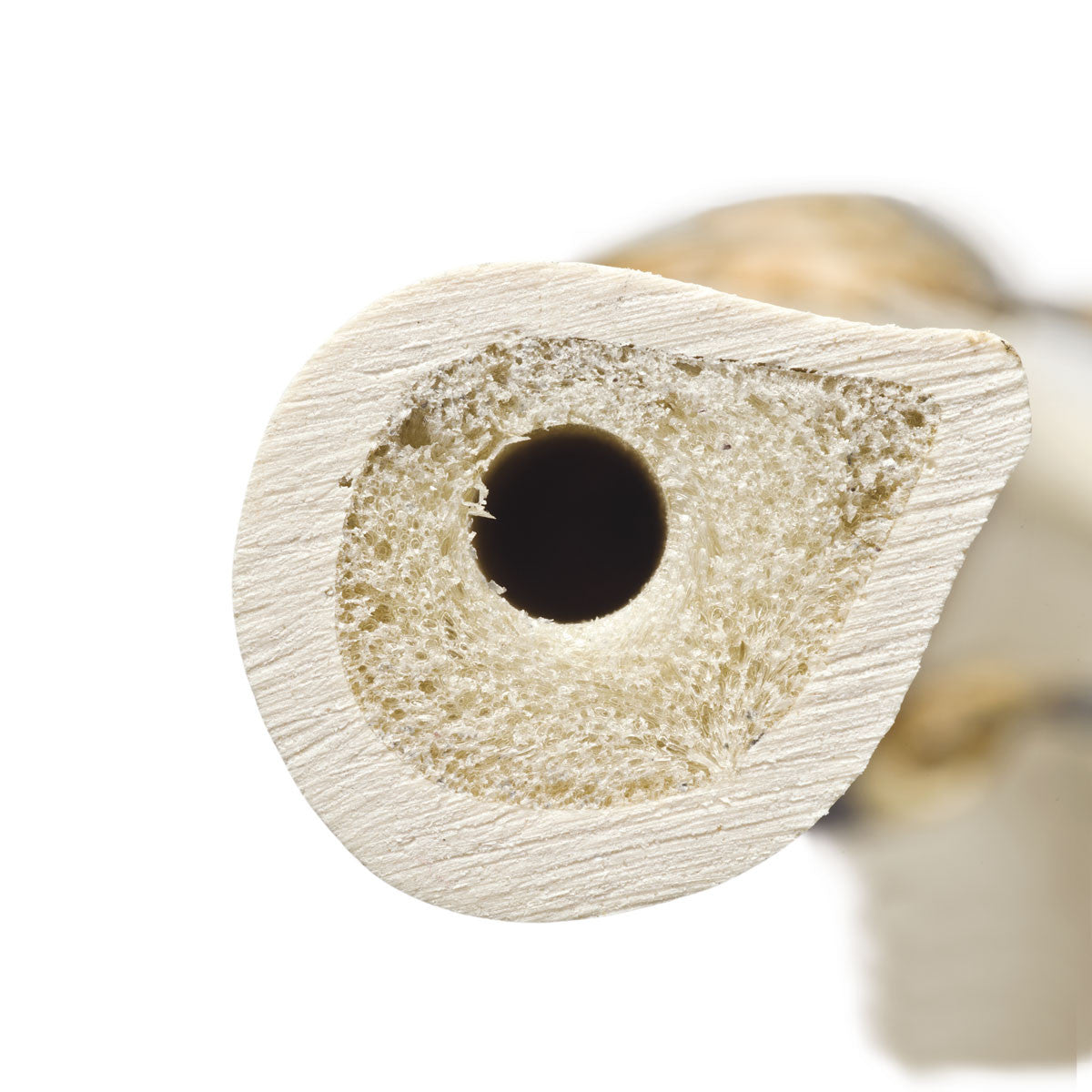 ORTHOBone Premium Tibia, Right