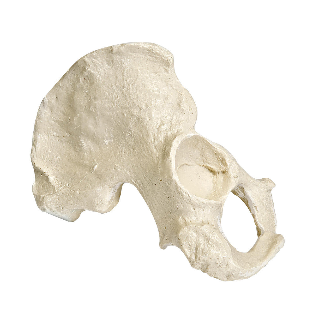 ORTHOBone Premium Hemi Pelvis, male,right