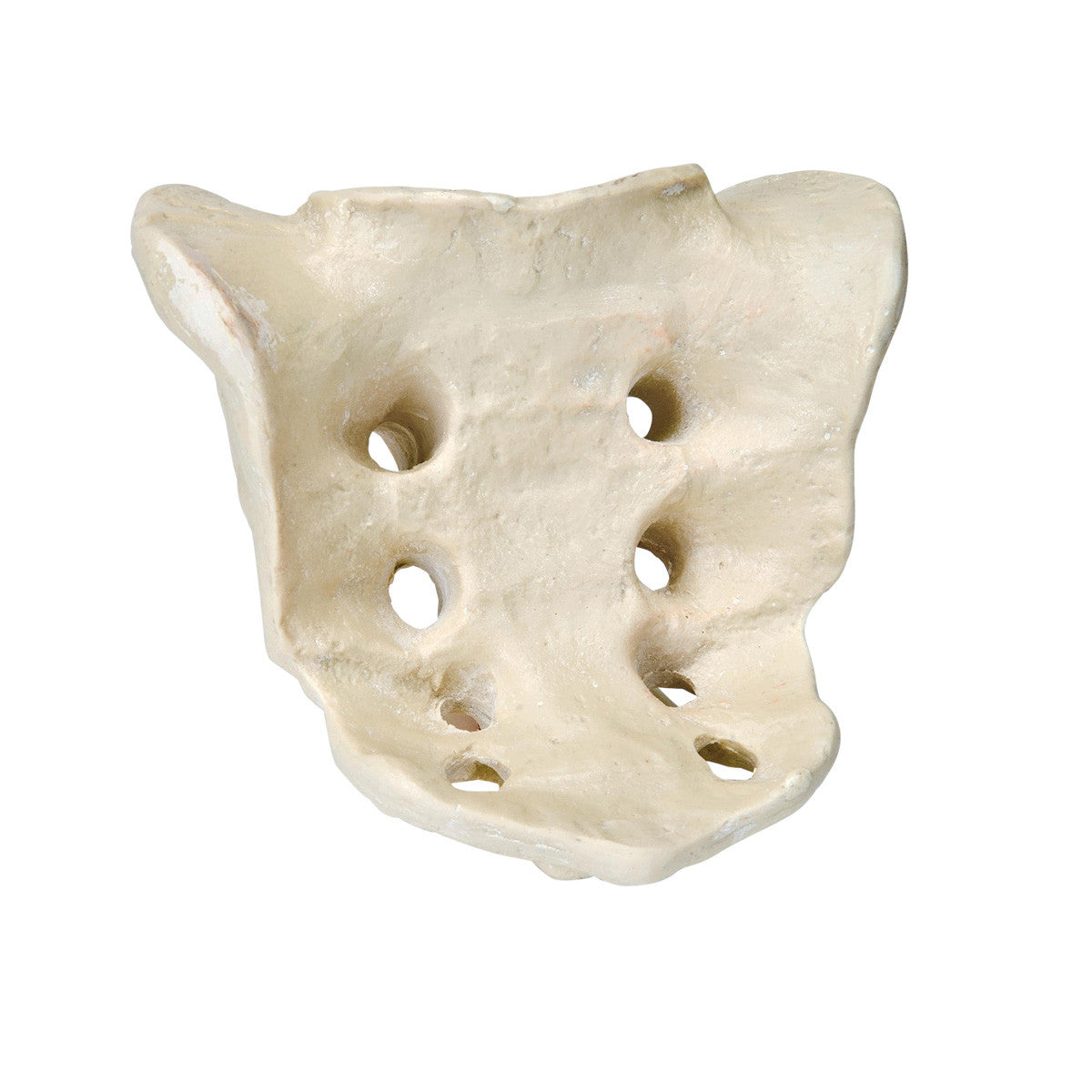 ORTHOBone Premium Sacrum