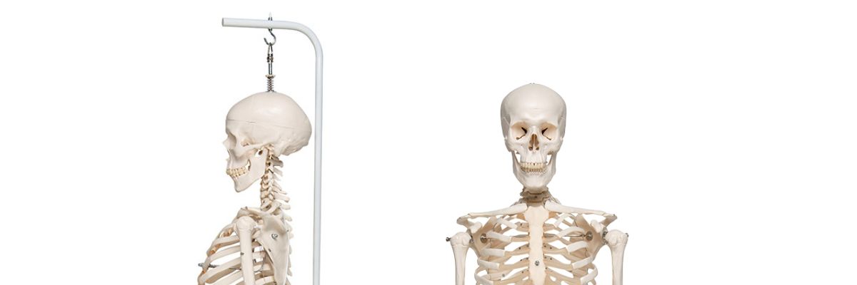 Skeleton Buying Guide: Hanging vs Pelvic Mount