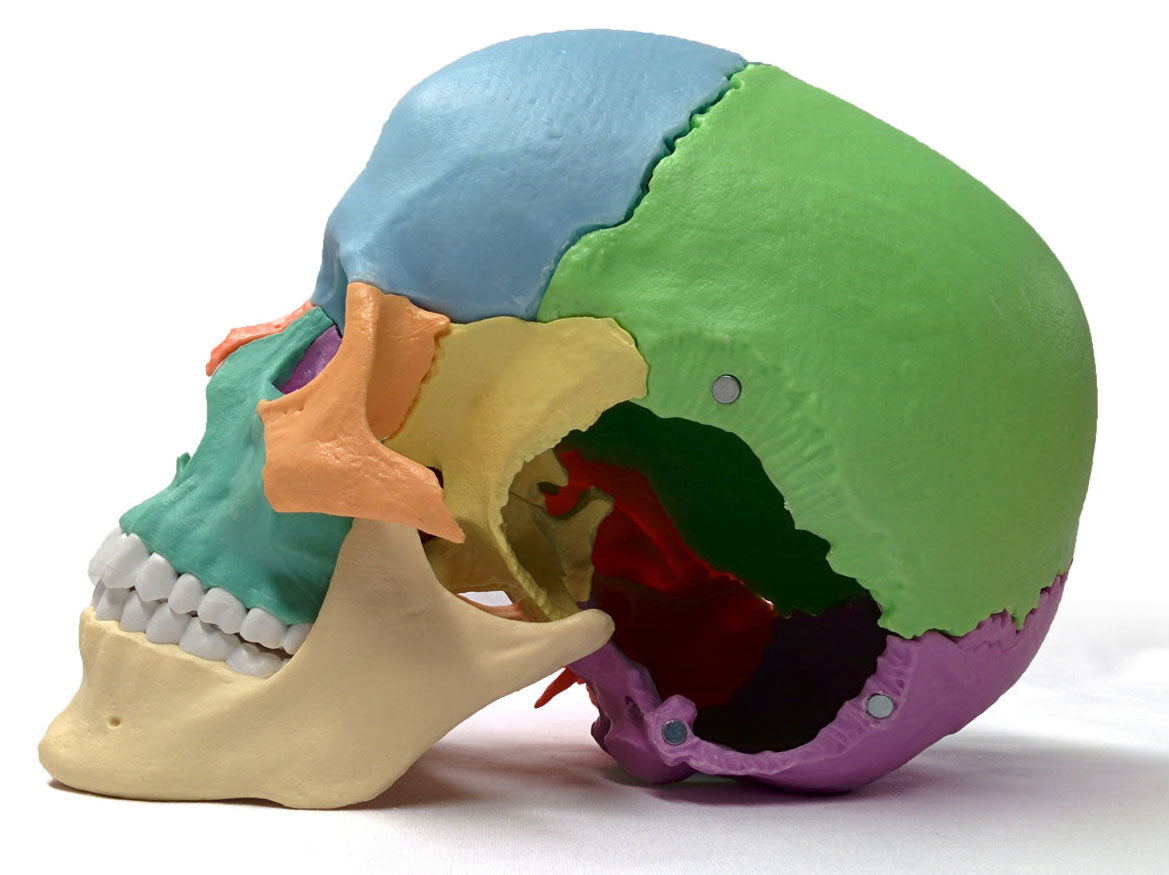Disarticulated skull comparison