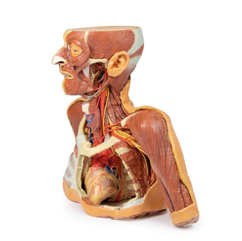 3D Printed Human Replicas