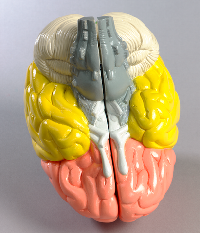 0156-00 Life-Size 2-Part Cerebral Regions Brain, painted