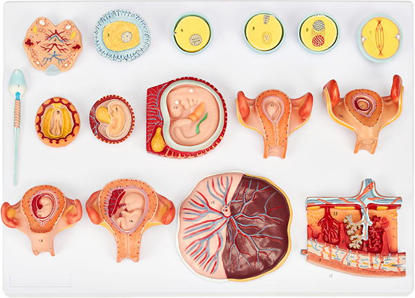 Fertilization and Early Embryo Development Model (16 Parts)