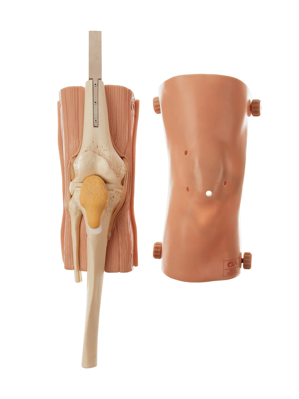 Arthroscopy Model of the Knee-Joint