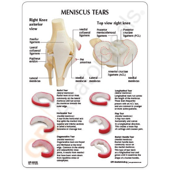 1010-meniscus-tears-front__65547.1589753099.1280.1280.jpg