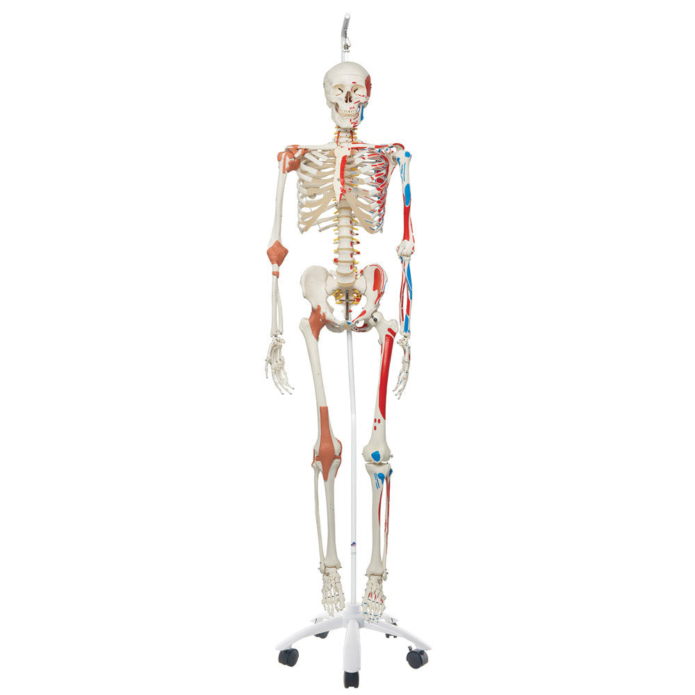 Super Skeleton with Muscle and Ligaments and Hanging Stand