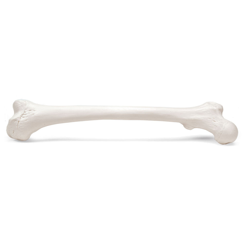Femur bone model