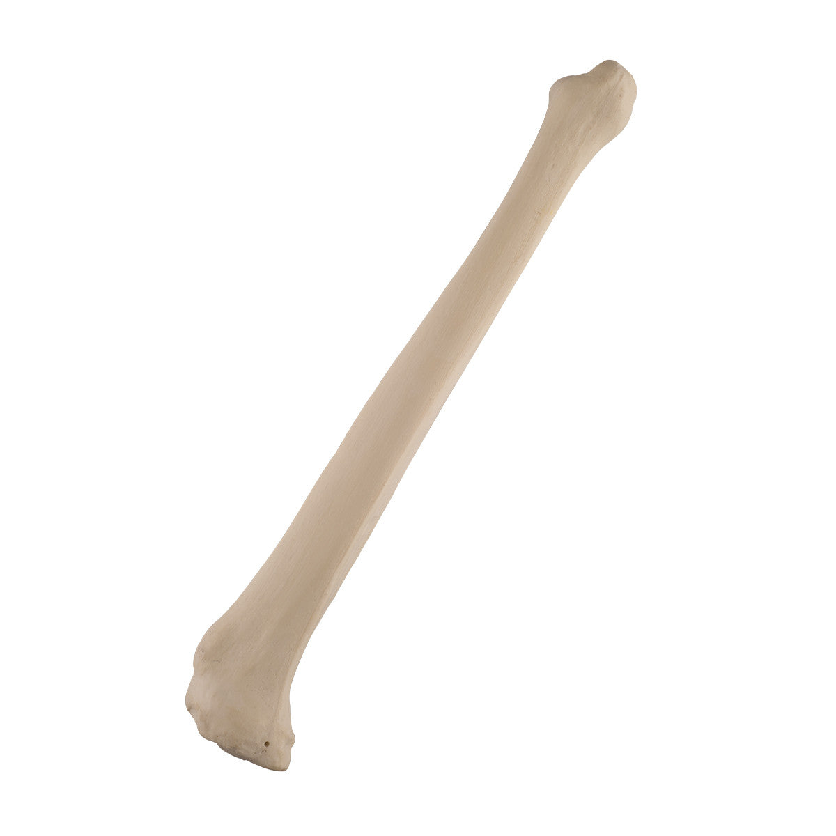 ORTHOBone Standard Tibia, left