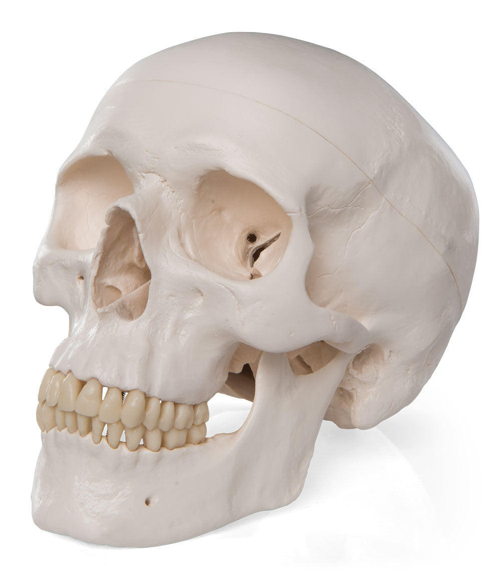 Standard Human Skull, natural cast, adult