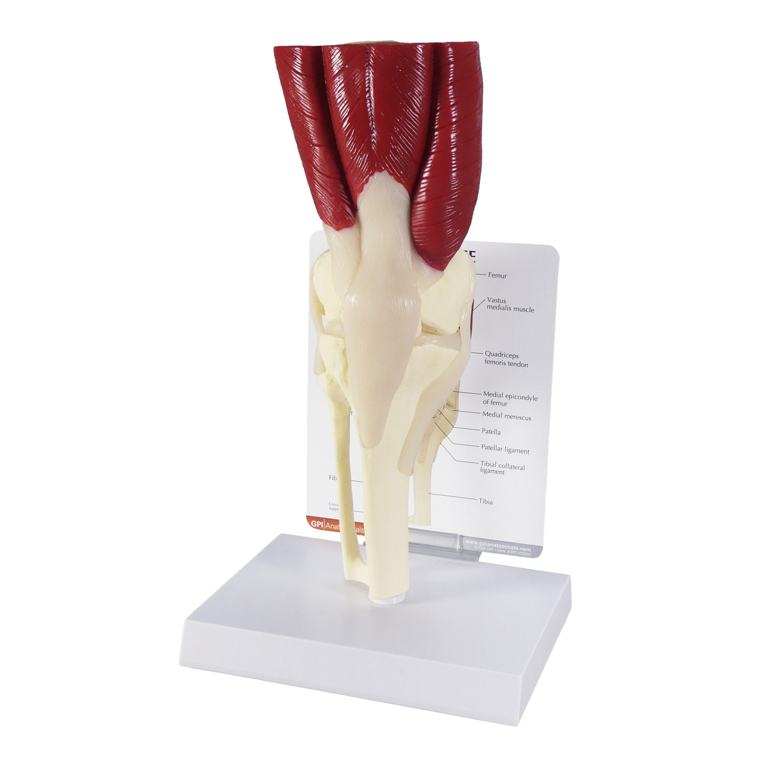 Muscled Knee