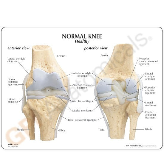 1100-normal-knee-healthy__82308.1589753331.1280.1280.jpg